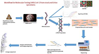 Evaluation of droplet digital qRT-PCR (dd qRT-PCR) for quantification of SARS CoV-2 RNA in stool and urine specimens of COVID-19 patients